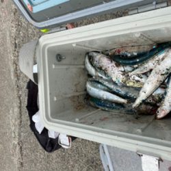 ホームでイワシ爆釣!