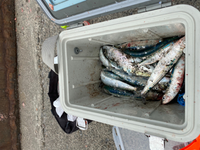 ホームでイワシ爆釣!