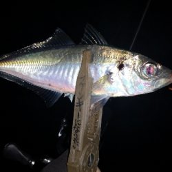 アジング 練習 133