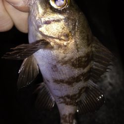 ナイトメバリング