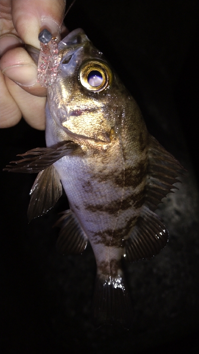 ナイトメバリング