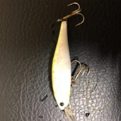 ビーフリーズでシーバス