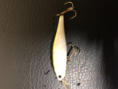 ビーフリーズでシーバス