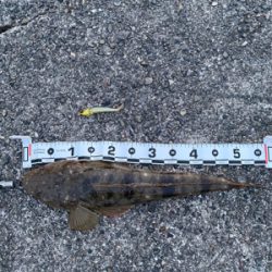 フラットフィッシュ