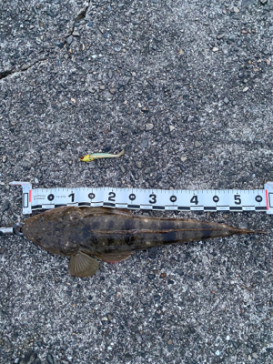 フラットフィッシュ