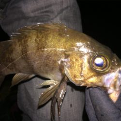 メバルは元気みたいです