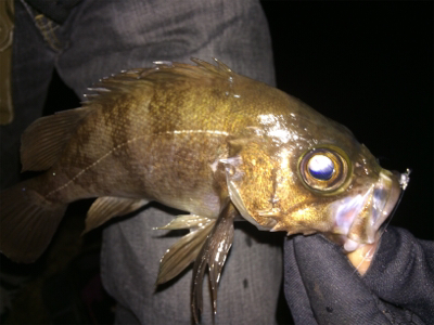 メバルは元気みたいです