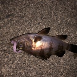 たまにはダウンショットで・・・