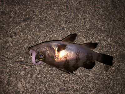 たまにはダウンショットで・・・