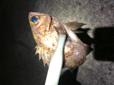 アジは入ってこず、メバリング