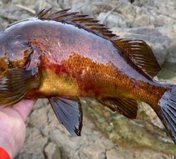 デイメバルにて尺… ない