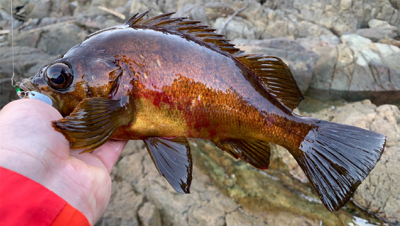 デイメバルにて尺… ない