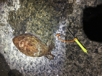 コウイカ に出会えた