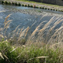 色々な事が自粛なので誰もいない川でカープフィッシング