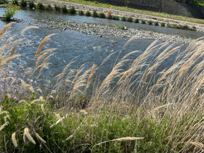 色々な事が自粛なので誰もいない川でカープフィッシング