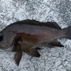 2020ライトゲーム第12戦