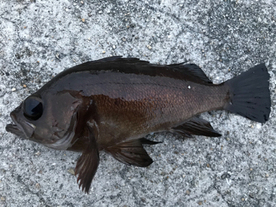 2020ライトゲーム第12戦