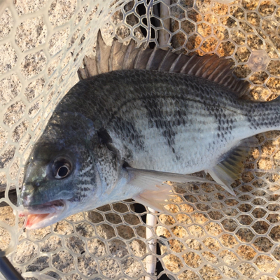 淀川ブリームゲーム