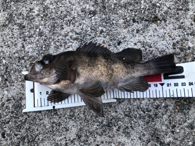 とある波止場のライトゲーム