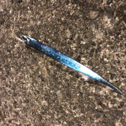 ジグサビキでアジからの(о´∀`о)