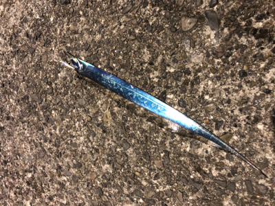 ジグサビキでアジからの(о´∀`о)