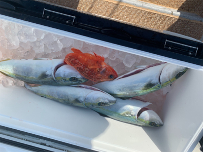 丹後沖ジギング