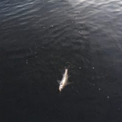 子バスフィッシング