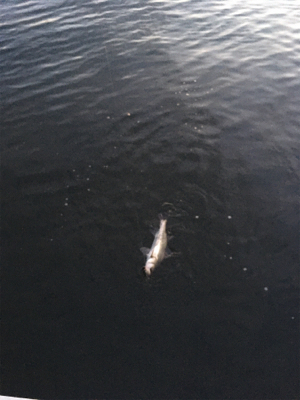 子バスフィッシング