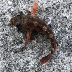 とある早朝のメバリング