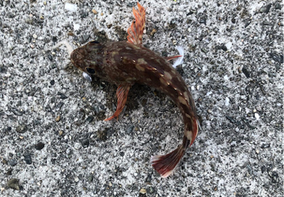 とある早朝のメバリング