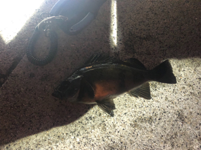 淡路島はパラダイス