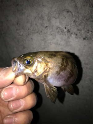 メバル、アジ釣果