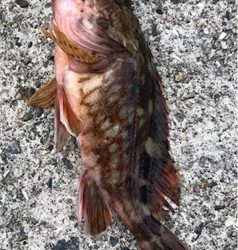 とあるガシラばかりのライトゲーム