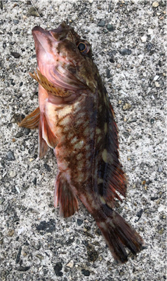 とあるガシラばかりのライトゲーム