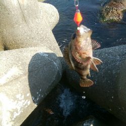 穴釣りでカサゴ1匹