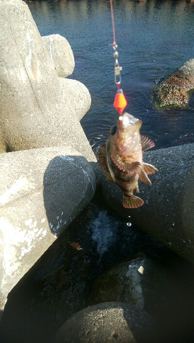 穴釣りでカサゴ1匹