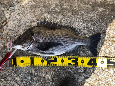 チヌフカセ爆釣!