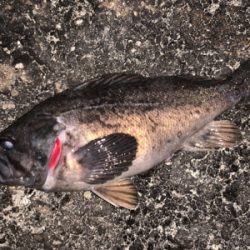 久々お尺さま！