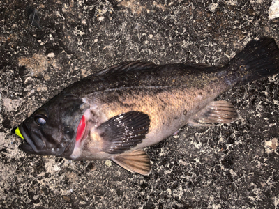 久々お尺さま！