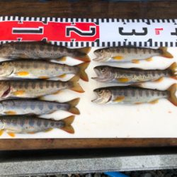 今回もボチボチ