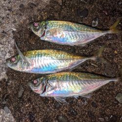 ここにも黄金アジ