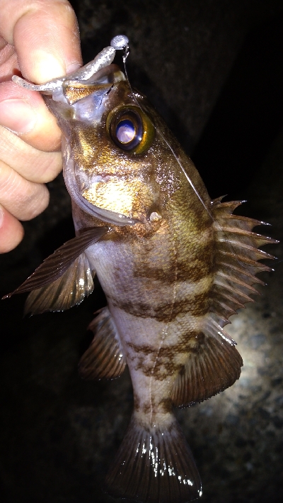 ナイトメバリング