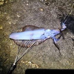 春アオリ3kgちょい足らず