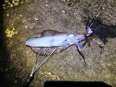 春アオリ3kgちょい足らず