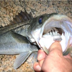 サーフシーバス