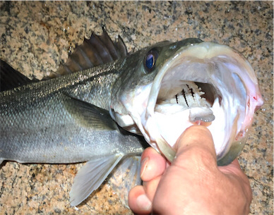 サーフシーバス