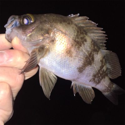 スーパームーンでメバリング