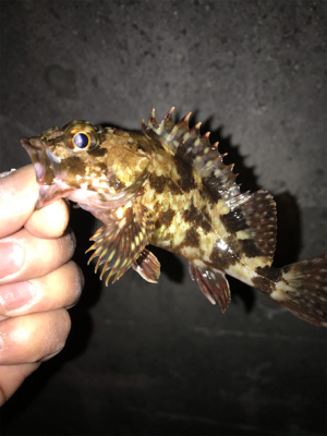 ガシラ、メバル