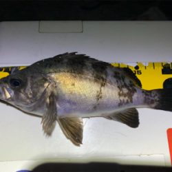 淡路島のメバルん