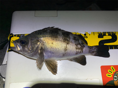 淡路島のメバルん